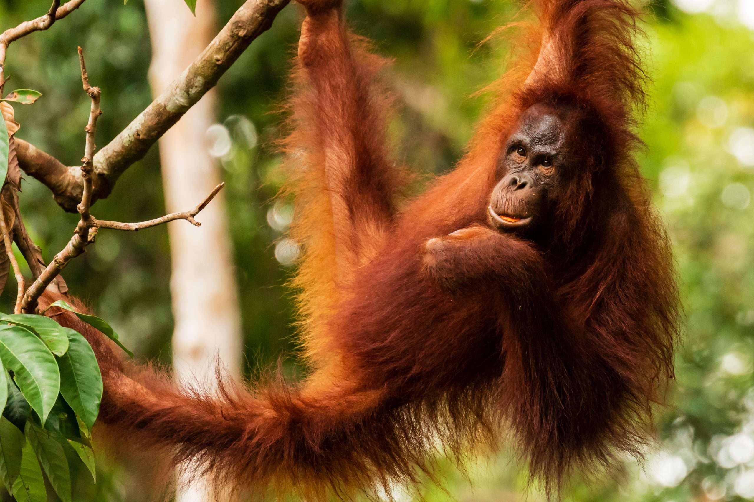 Orangutan Wundversorgung