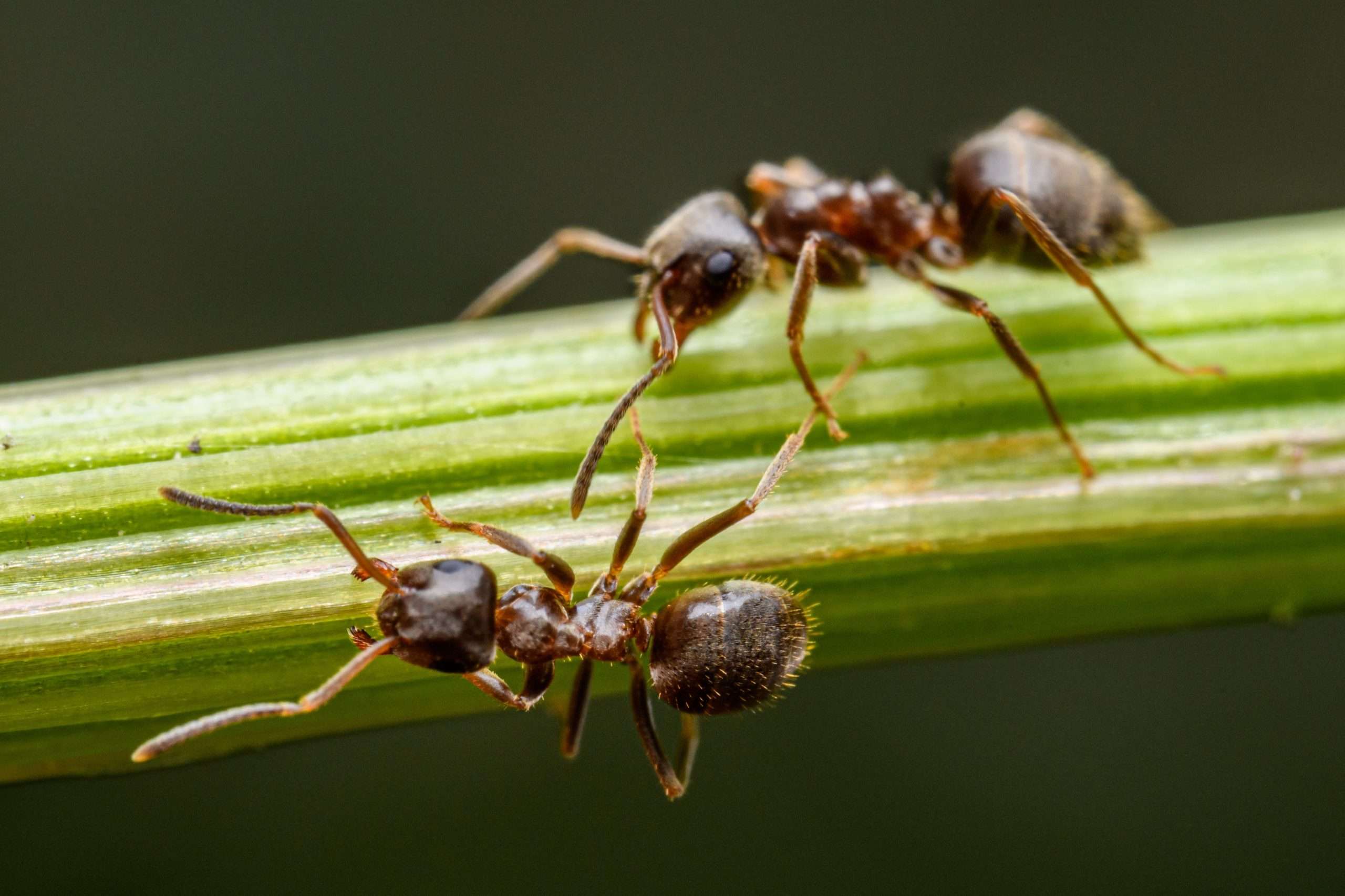 Mehr über den Artikel erfahren Wundinfektionen: Sind Ameisen-Antibiotika effiziente Alternative beim Menschen?